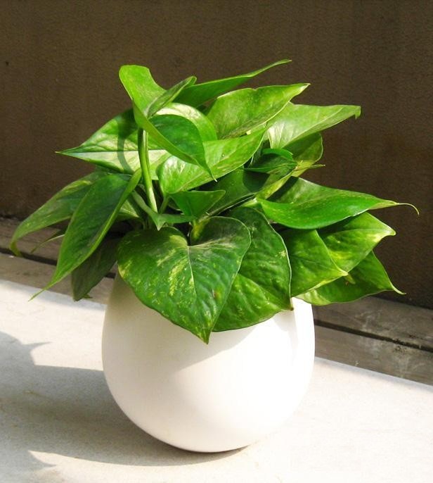 风水植物绿萝怎么养