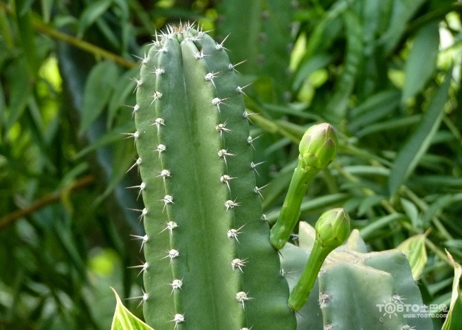 龙骨花放哪风水好